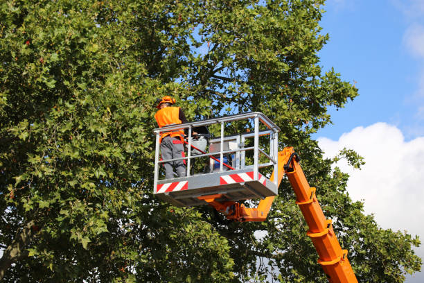  Staten Island, NY Tree Services Pros