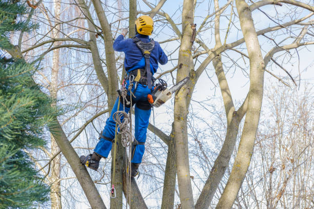 Best Lawn Mowing  in Staten Island, NY