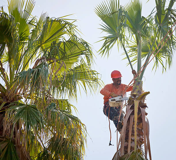 How Our Tree Care Process Works  in  Staten Island, NY