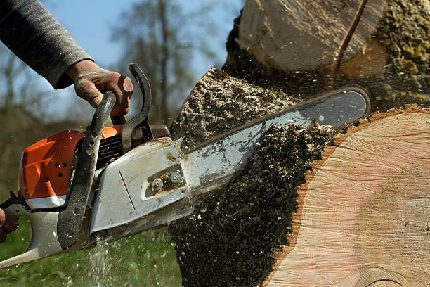 Best Tree Mulching  in Staten Island, NY